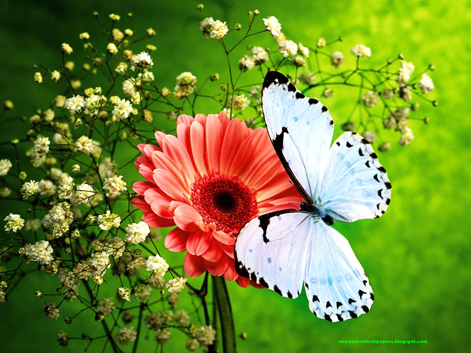 Amazing Flower Flower Wallpaper For Android