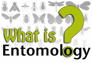 Entomology Latest Freshers Interview Questions And Answers