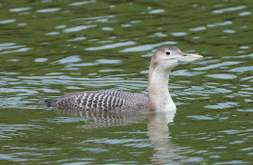 White-billed Diver - Lincolnshire