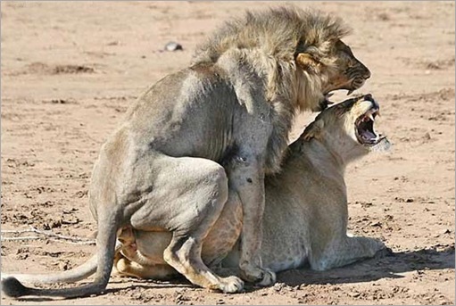 Animal Typed Love