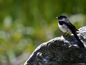 garden wagtail