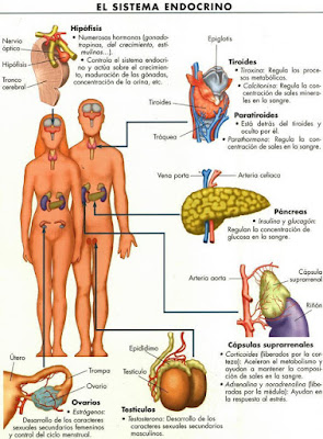 Dibujo del Sistema endocrino del ser humano a colores