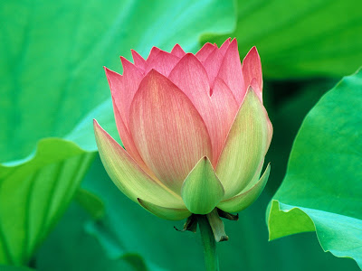 Lotus Beautiful flower