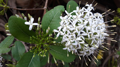 PAVETTA LANCEOLATA