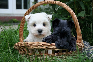 Scottish Terrier Puppy Picture