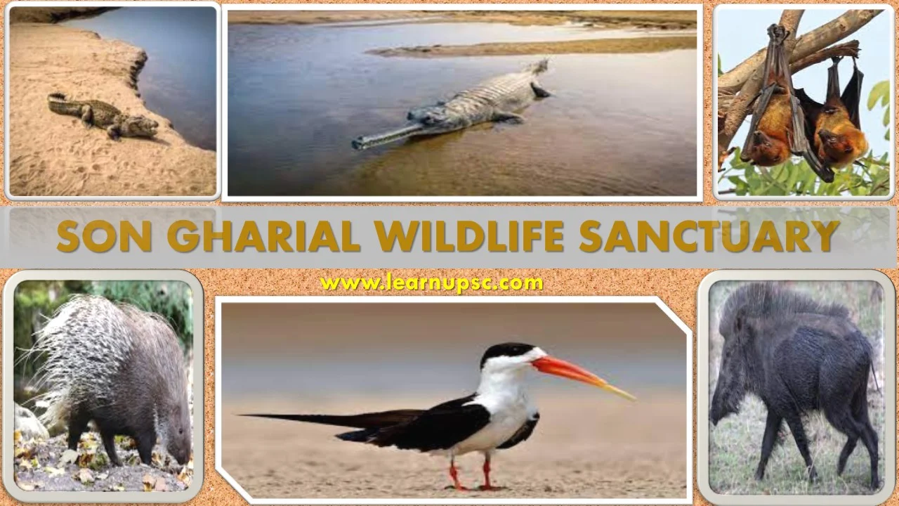 Son Gharial Wildlife Sanctuary