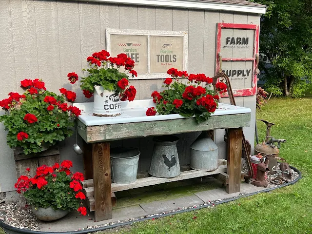 Photo of red geraniums and junk along a garden shed.