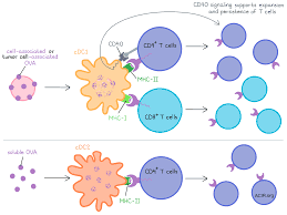 What is T cells .? Do you know.?