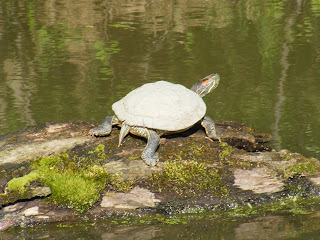 Painted Turtle