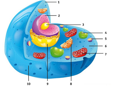 Sel dan Jaringan Hewan & Tumbuhan, Struktur, Fungsi, Gambar, Perbedaan, Penjelasan dan Contoh Soal