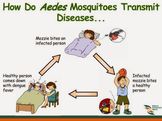 know_about_dengue_10