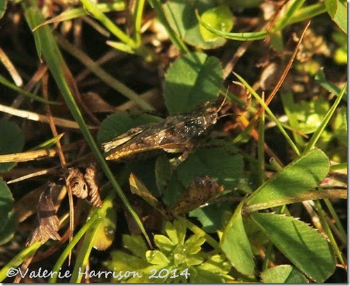 5 Common-ground-hopper