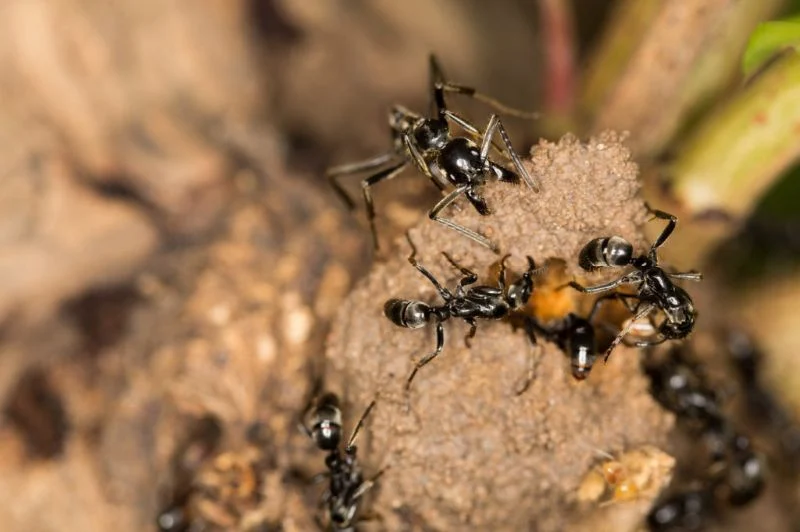 Hormigas Matabele atacando termitas