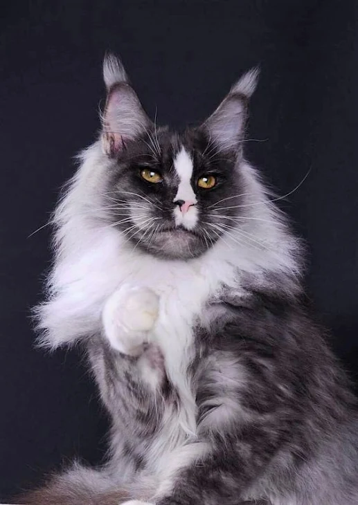 Maine Coon with an unusual coat and pattern