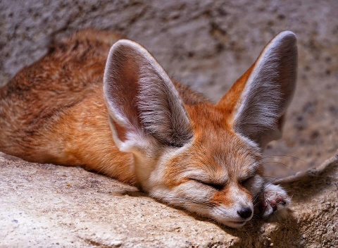 picture- fennec foxes.jpg