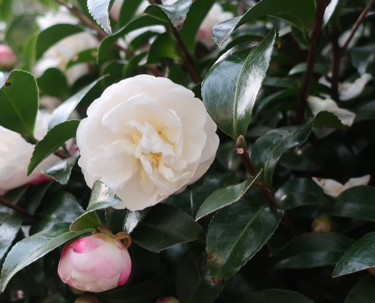 Kei Narujima なるじまけい White And Pink Camellia Sasanqua 白とピンクの山茶花