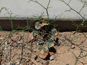 Eriogonum deflexum
