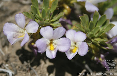 Yerba del corazón (Viola cotyledon)