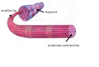 ESTRUCTURA DE LA MIOFIBRILLA