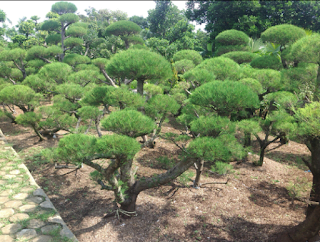 http://mulyaasritaman.blogspot.com/2015/05/tukang-pohon-bonsai-taman-pohon-bonsai_15.html