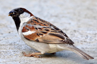 House Sparrow - male