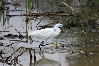 Garceta común- Egretta garzetta