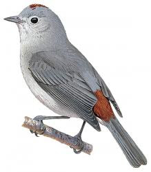 Leiothlypis luciae
