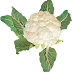 Png indir karnabahar , download cauliflower png   