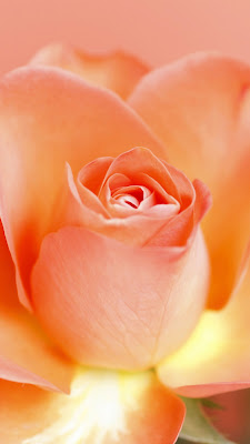 Gambar bunga mawar yang paling indah warna kuning