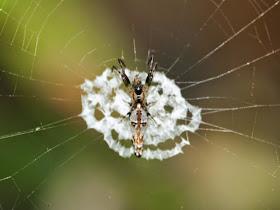 Spider Disguises Itself as Bird Droppings