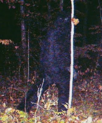 Phantom Pigs And Ufos In Minnesota Image