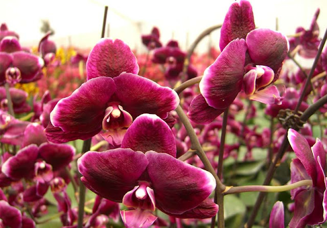 Phalaenopsis Flowers Pictures