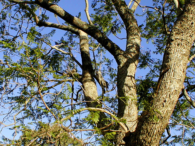 Tawny Frogmouths. South-east Queensland. Australia.