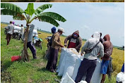 Kesulitan Angkut Hasil Panen, Petani Tirtalaga Keluhkan Akses Jalan dan Kurangnya Perhatian Pemerintah