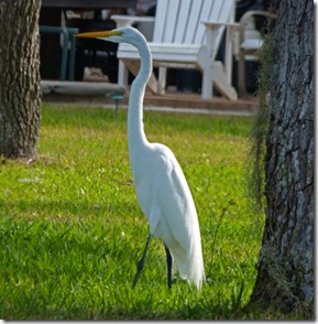 Great Egret, Crystal Beach, Fl
