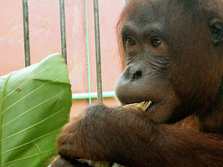 Mely, our latest rescued orangutan