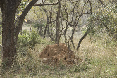 Anthill in Sariska