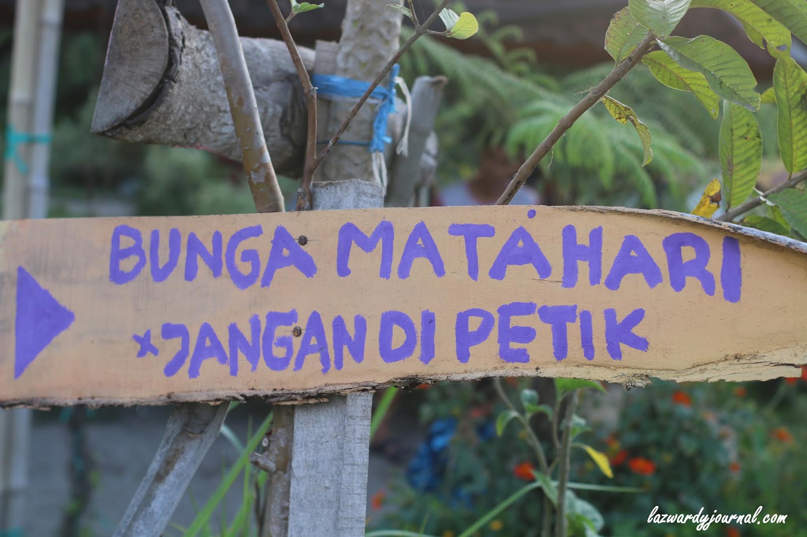Happy Birthday Genpi Lombok Sumbawa !!! : Narmada Botanic 