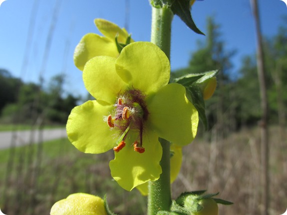 4 Withlacoochee Trail - Moth Mullein (Verbascum Blattaria) (2)