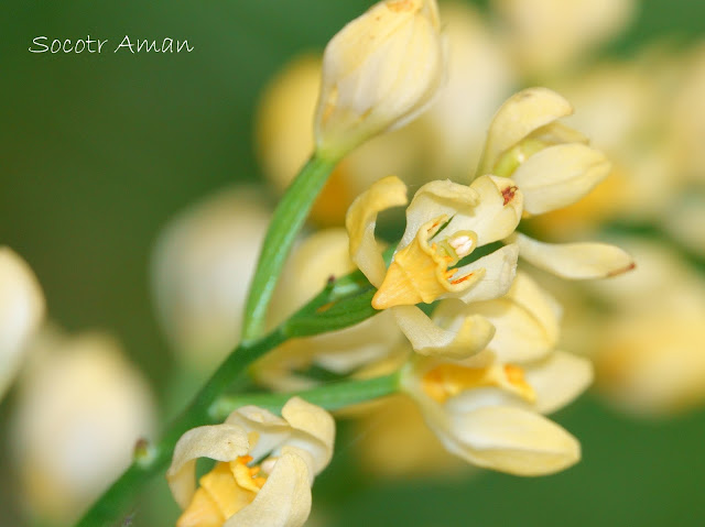 Cephalanthera falcata