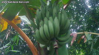 cara menanam pohon pisang