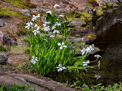 Kakitsubata (iris) flowers: Kaizo-ji