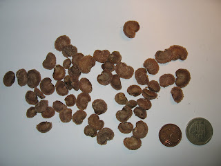 Kurutulmuş Myrciaria dubia tohumları