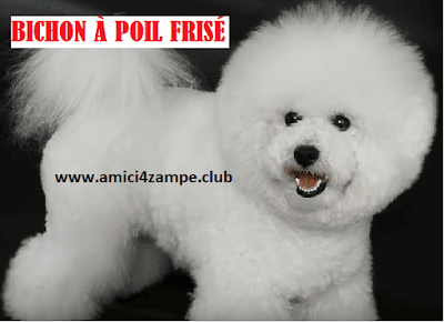 https://www.amici4zampe.club/2020/03/Cani-di-piccola-taglia.html