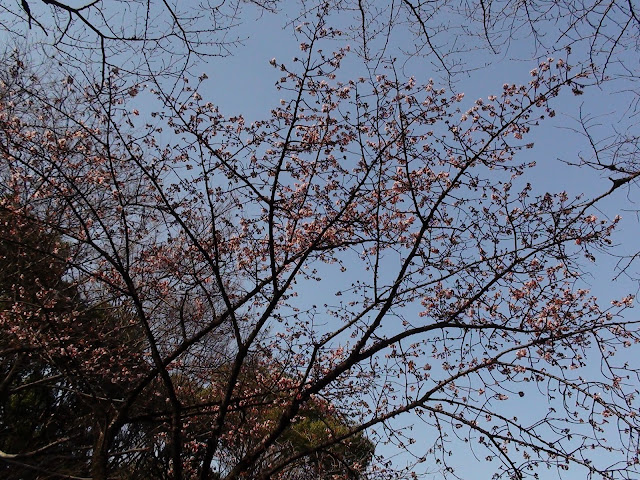 Flores en el parque Ueno de Tokio