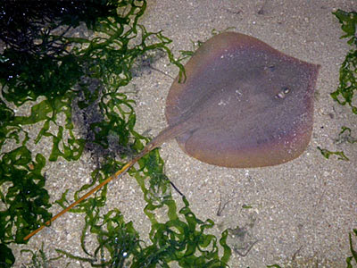 Mangrove Whipray (Himantura walga)