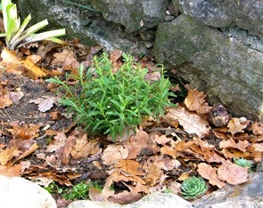 Planter 18