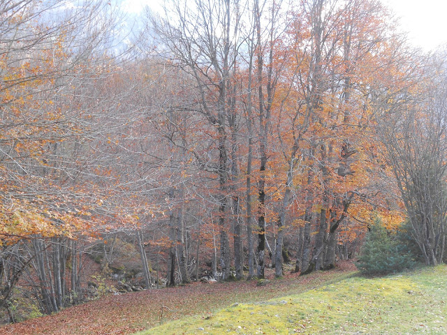 Il bosco poco lontano dalla strada che porta al piazzale della Camosciara