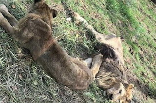 Bức xúc với hình ảnh sư tử Trung Quốc gầy dơ xương nằm bẹp ở vườn thú