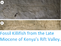 https://sciencythoughts.blogspot.com/2015/05/fossil-killifish-from-late-miocene-of.html
